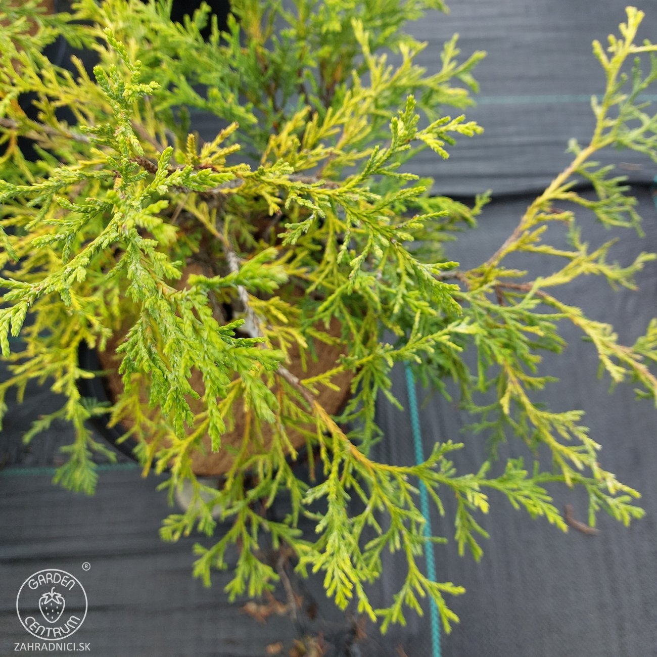 Obrázok Cypruštek nutkanský (Chamaecyparis nootkatensis) ´AUREOVARIEGATA´ - výška 30-60 cm, kont. C5L - 2. Trieda/Kvalita B